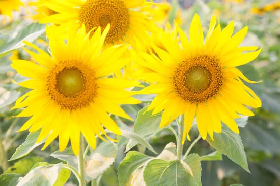 canva sunflower in sunflower field MAESafOeRZg