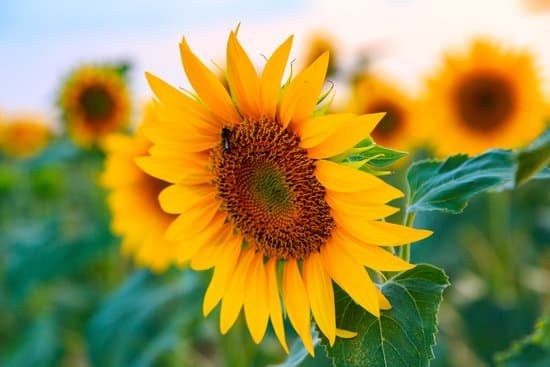 canva sunflower in the fields MAD6u9bHZlE