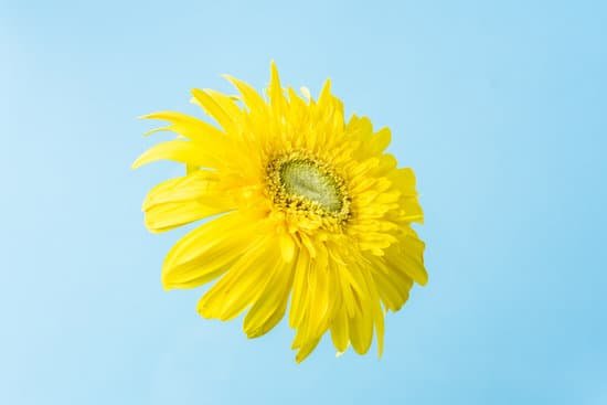 canva sunflower on a blue background MAD Sp9B8YM