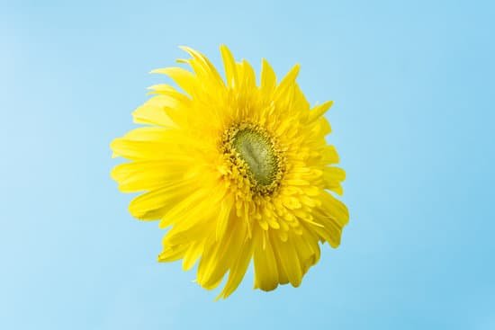 canva sunflower on a blue background MAD SqQQtQo