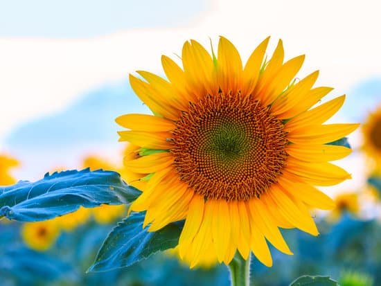 canva sunflower on a sunflower field MAD6uw649Lo