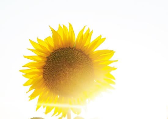 canva sunflower on a sunny day MAEC