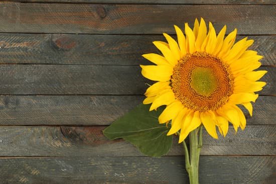 canva sunflower on wooden background MAD MkRJnkU