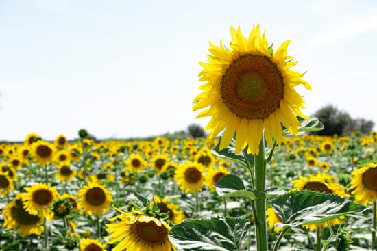 canva sunflower plant in a sunflower plantation with clear sky MAEN cIuNw4