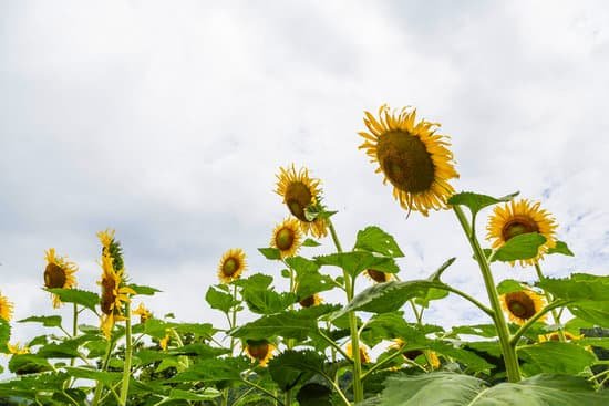 canva sunflower plants on field MAEIthney7k