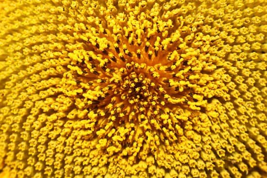 canva sunflower seeds closeup MAD MmUgqrE