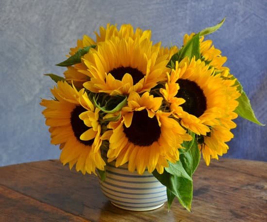 canva sunflowers