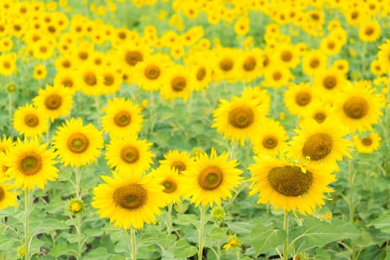 canva sunflowers blooming in a field MAESbfYank0