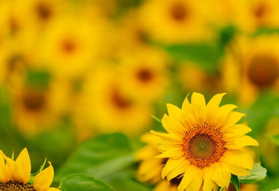 canva sunflowers blooming in the field MAEPmbjFIjs