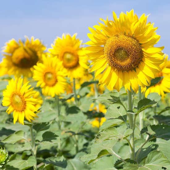 canva sunflowers in a field MAESaz1Sho4