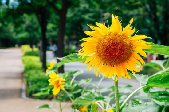 canva sunflowers in a park MAECsTeM9A8