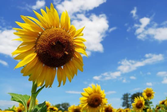 canva sunflowers in the field MAEDXeypf50