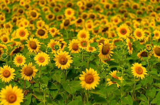 canva sunflowers in the field MAEN6aHdQ2Q