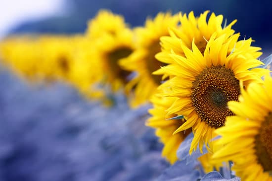 canva sunflowers in the field up close MAESdpdd