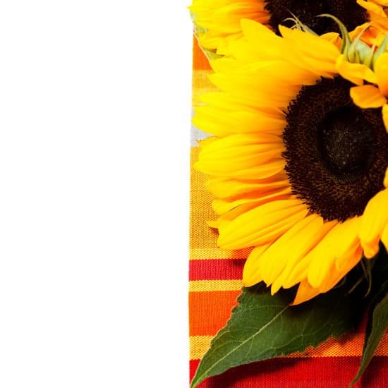 canva sunflowers on a table MAD MhX Og4