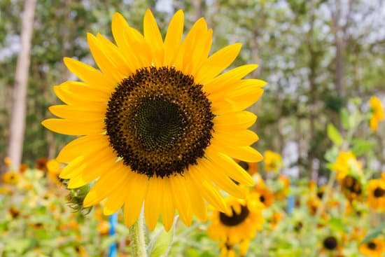 canva sunflowers with perennial plant MADAhk6ArgU