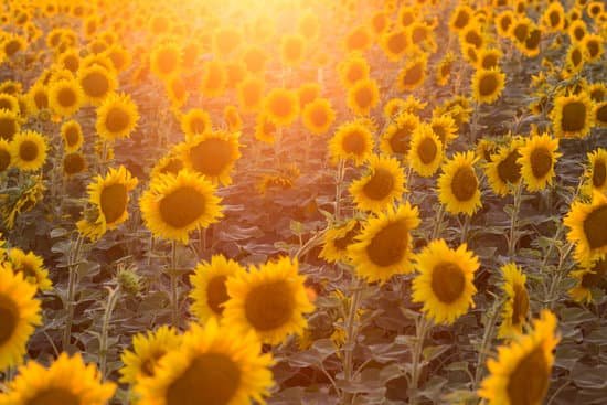 canva sunny sunflower field MAECyUfCQTM