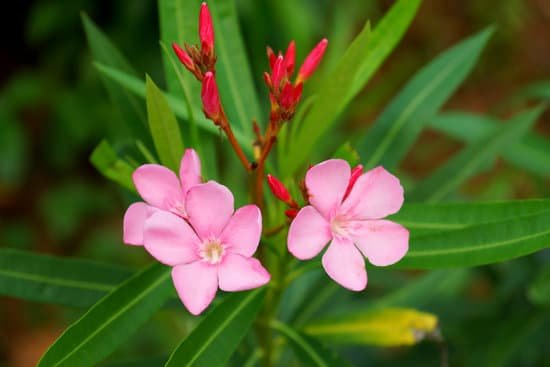 canva sweet oleander rose bay oleander MADAyqweZgU