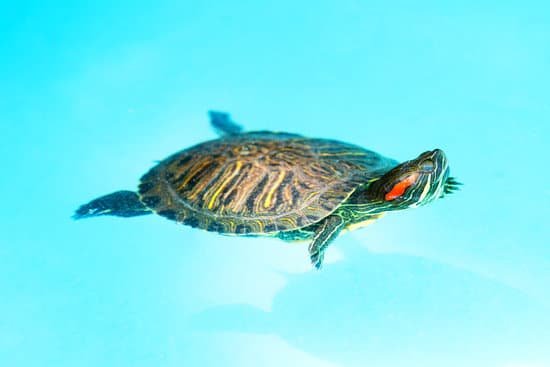 canva swimming turtle MAEFnTsKWPQ