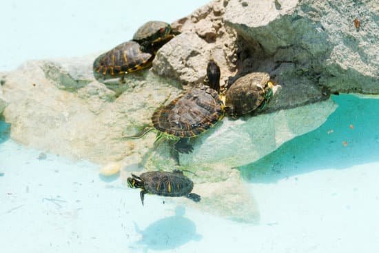 canva swimming turtles MAEEhdilv1o