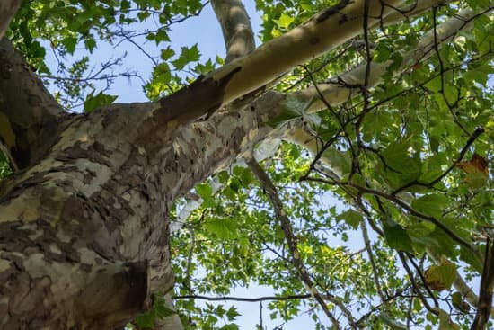 canva sycamore bottom up old tree trunk with green leafs summer season MADQSFRKPR8