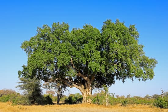 canva sycamore fig tree kruger national park MAEp4JCJTZU