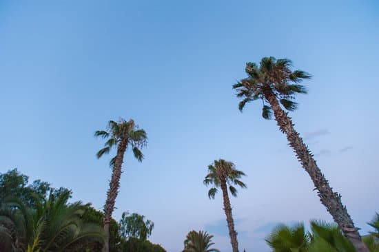canva tall palm trees MAEPjYC5g3E