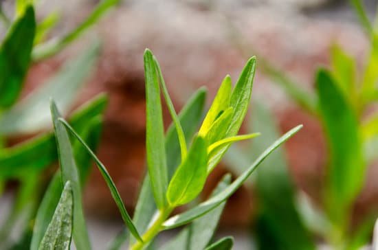 canva tarragon MADAg6QfDy4