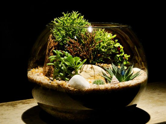 canva terrarium MADFuGjavoc