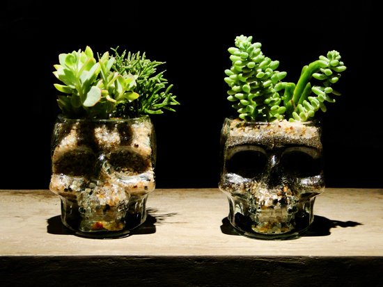 canva terrarium
