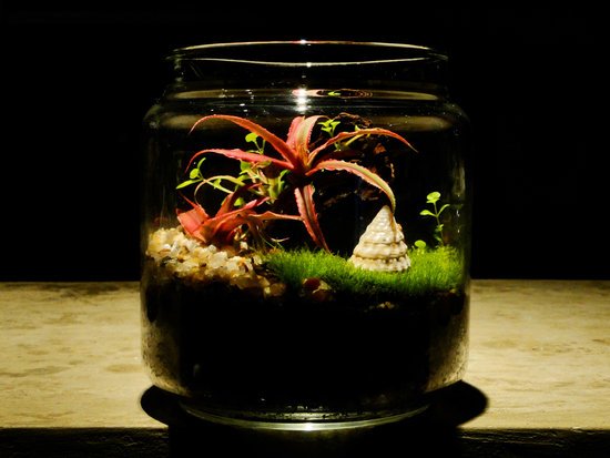 canva terrarium MADFuUbPgpA