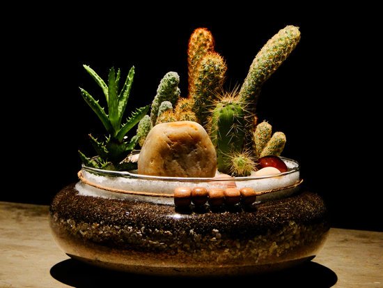 canva terrarium MADFuXHtjU8