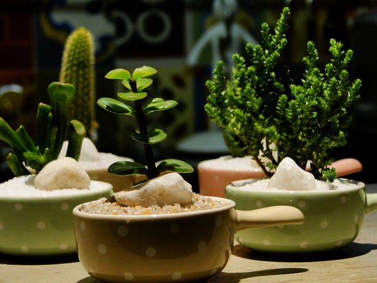 canva terrarium MADFuYH6yzU