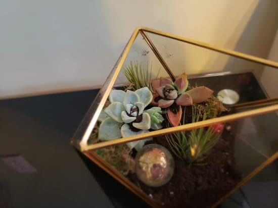 canva terrarium MAEEHMHbH48