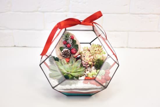 canva terrarium of succulents MAEMKClOCNI