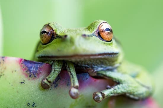 canva the eyes of a green frog MAC ZdHFG1c