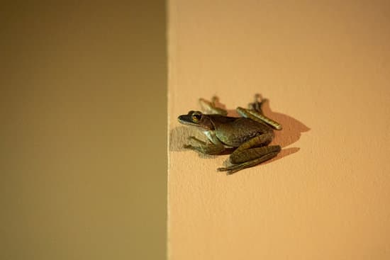 canva the frog is sitting on the wall. sucker frog MAEO1uGy7QM