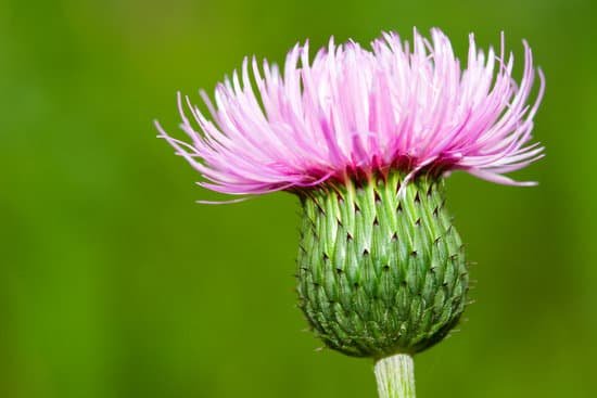 canva thistle MAC6aiQGZjM