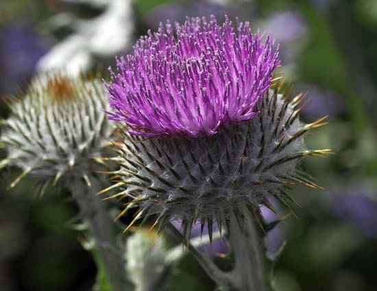 canva thistle MAC anrXpw