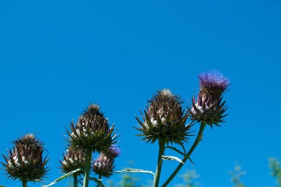 canva thistle MAC WK4ooRo