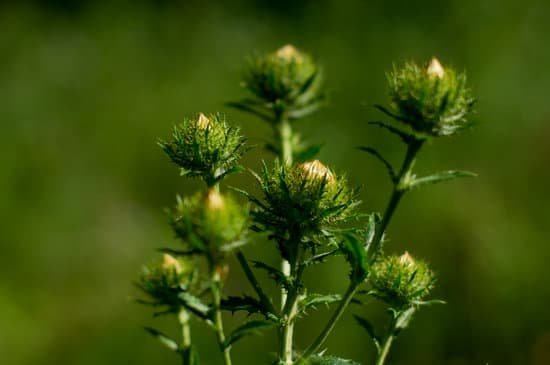 canva thistle MAD3zEaDONM