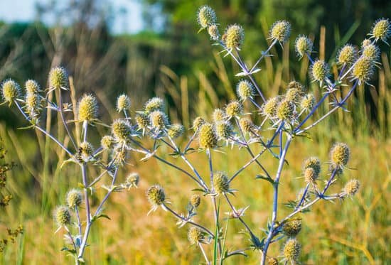 canva thistle MADA0yNjPdo