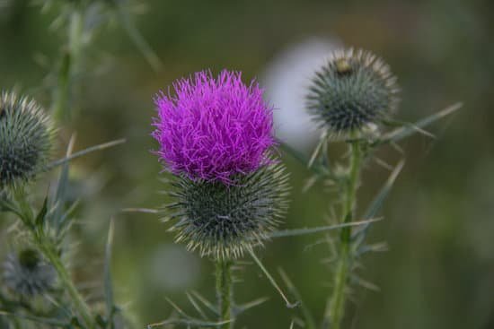 canva thistle MADA1BvXN7s