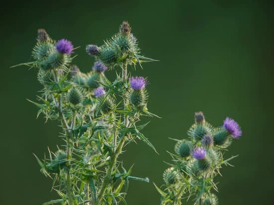 canva thistle MADAvsrZilQ