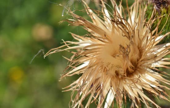canva thistle MADBFJzyERM