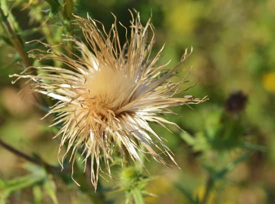canva thistle MADBVlgik9Y