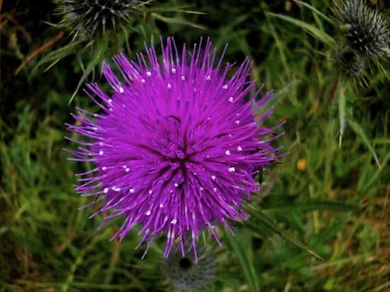 canva thistle MADBat9CRYc