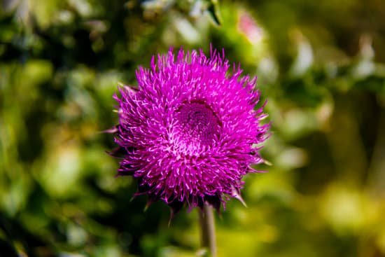 canva thistle MADBbb0vTTc