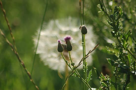 canva thistle MADBfncYMPQ
