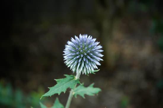canva thistle MADByVgFGt8